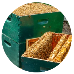 bees & heives in madhuveda